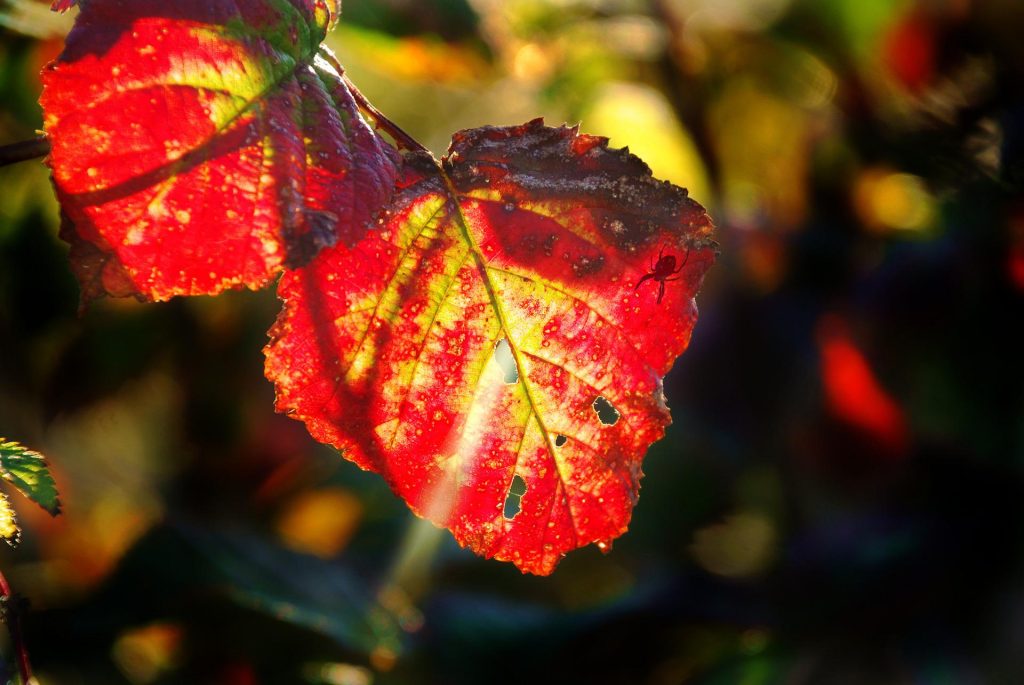 Indian Summer Deko Herbstlaub