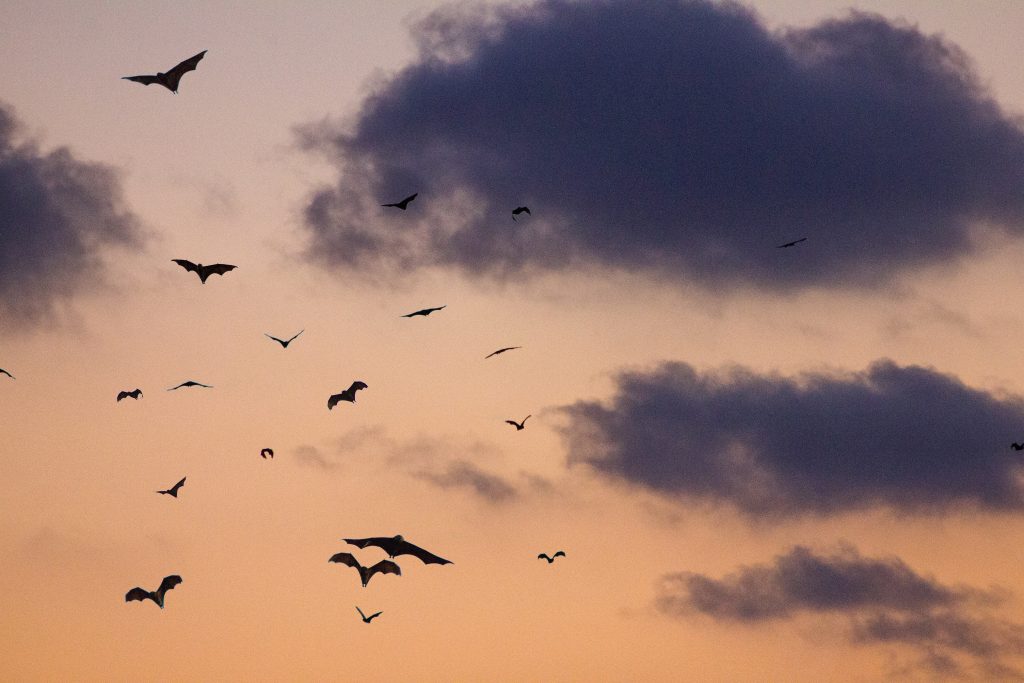 Fledermäuse im Himmel