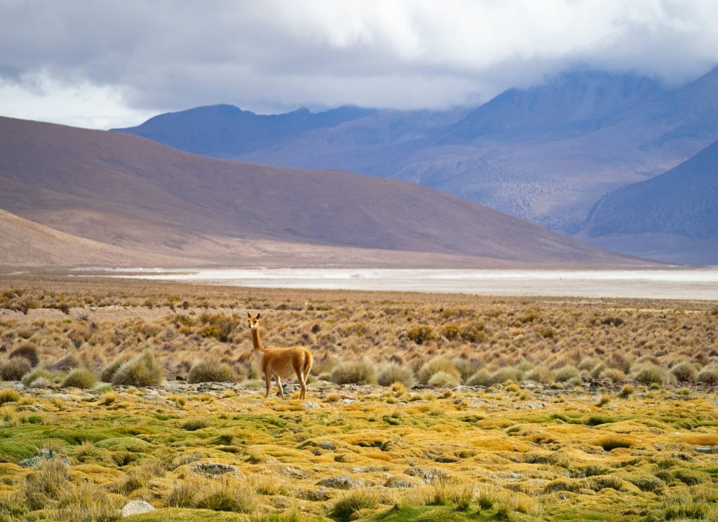 Lama in Chile