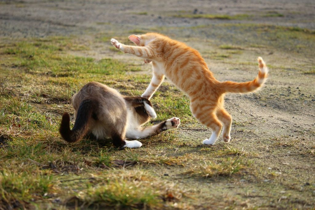 Zwei Katzen kämpfen und stehen für Konflikte vermeiden